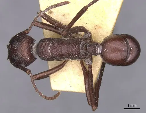 Rhytidoponera punctigera specimen CASENT0915142 image casent0915142_1