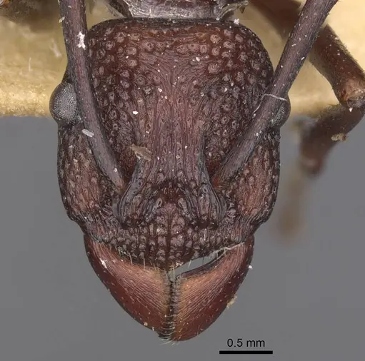 Rhytidoponera punctigera specimen CASENT0915142 image casent0915142_2