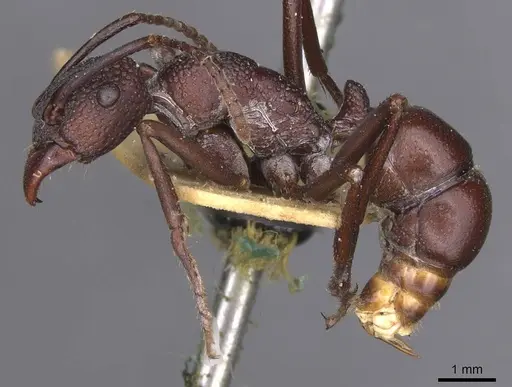 Rhytidoponera punctigera specimen CASENT0915142 image casent0915142_3