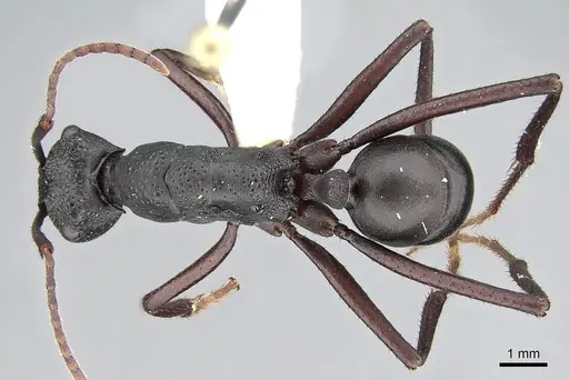 Rhytidoponera punctiventris specimen CASENT0281302 image casent0281302_1