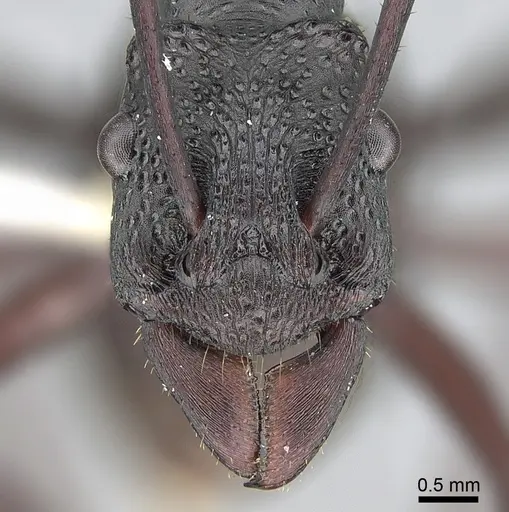 Rhytidoponera punctiventris specimen CASENT0281302 image casent0281302_2