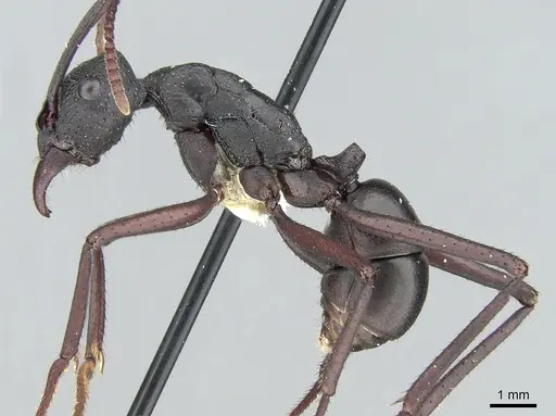 Rhytidoponera punctiventris specimen CASENT0281302 image casent0281302_3