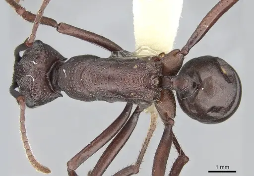 Rhytidoponera punctiventris specimen CASENT0281303 image casent0281303_1