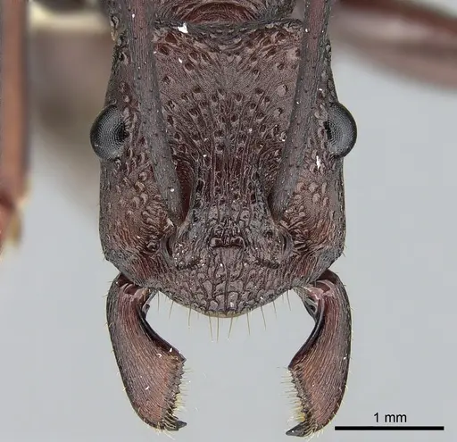 Rhytidoponera punctiventris specimen CASENT0281303 image casent0281303_2
