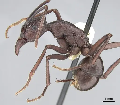 Rhytidoponera punctiventris specimen CASENT0281303 image casent0281303_3