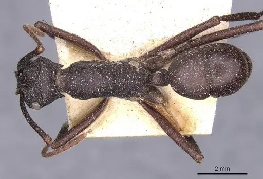 Rhytidoponera punctiventris specimen CASENT0907144 image casent0907144_1