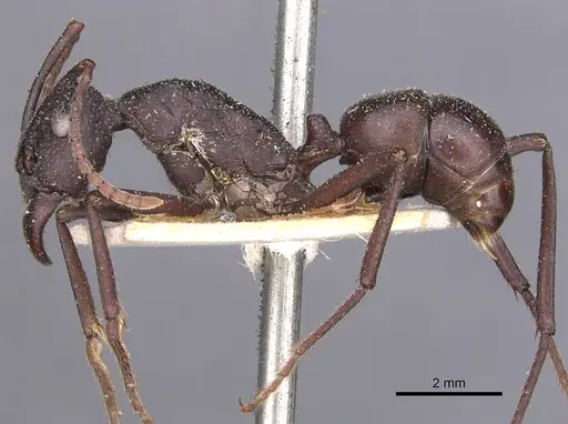 Rhytidoponera punctiventris specimen CASENT0907144 image casent0907144_3