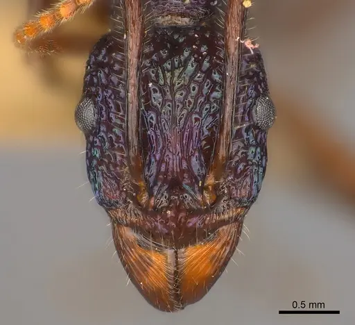 Rhytidoponera purpurea specimen CASENT0217495 image casent0217495_2