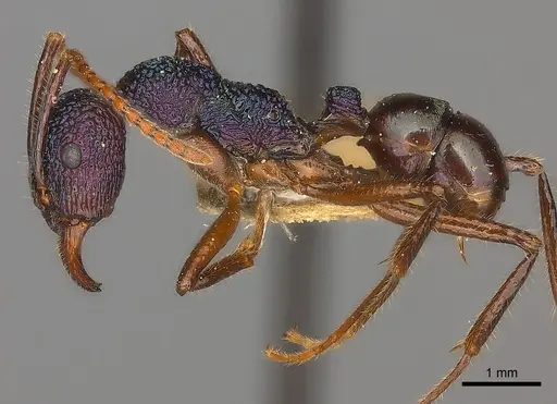 Rhytidoponera purpurea specimen CASENT0217495 image casent0217495_3