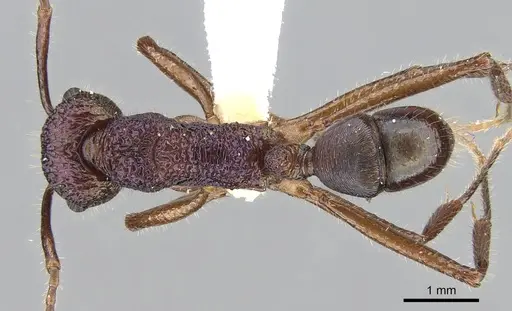 Rhytidoponera purpurea specimen CASENT0281240 image casent0281240_1