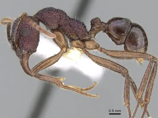 Rhytidoponera purpurea specimen CASENT0281240 image casent0281240_3