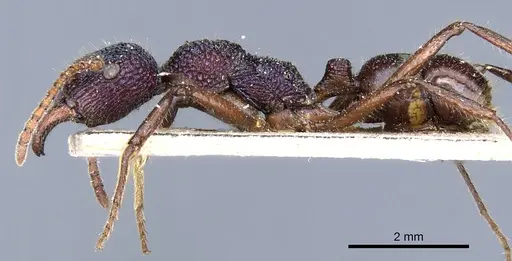 Rhytidoponera purpurea specimen CASENT0903823 image casent0903823_3