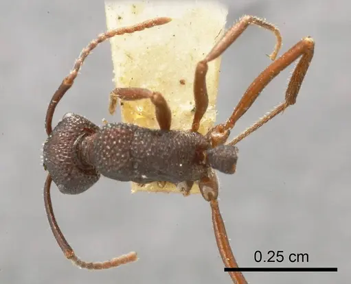 Rhytidoponera reflexa specimen ANTWEB1008318 image antweb1008318_1