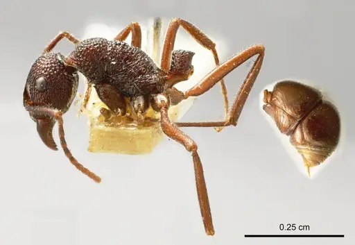 Rhytidoponera reflexa specimen ANTWEB1008318 image antweb1008318_2