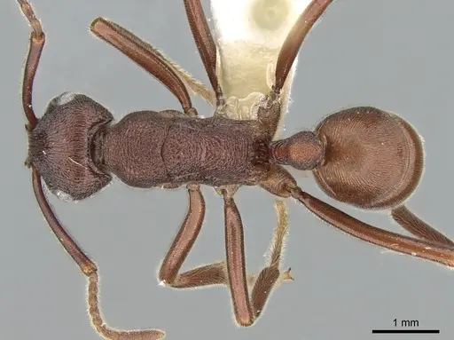 Rhytidoponera reflexa specimen CASENT0281283 image casent0281283_1