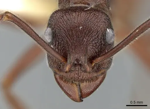 Rhytidoponera reflexa specimen CASENT0281283 image casent0281283_2