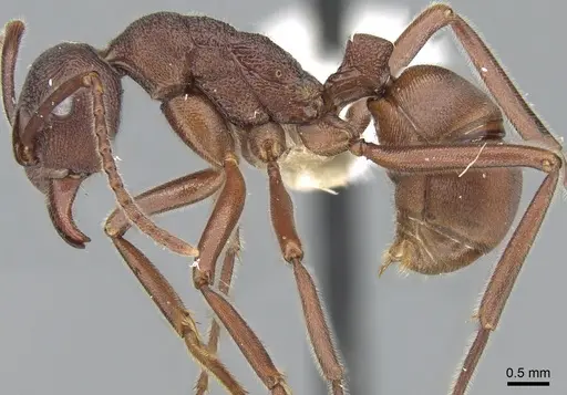 Rhytidoponera reflexa specimen CASENT0281283 image casent0281283_3