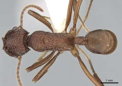Rhytidoponera reticulata specimen CASENT0281286 image casent0281286_1