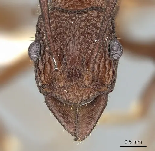 Rhytidoponera reticulata specimen CASENT0281286 image casent0281286_2