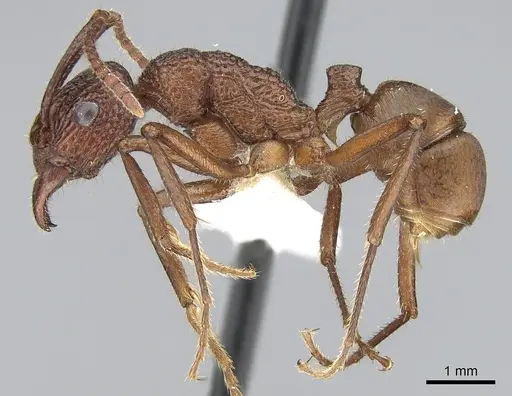 Rhytidoponera reticulata specimen CASENT0281286 image casent0281286_3