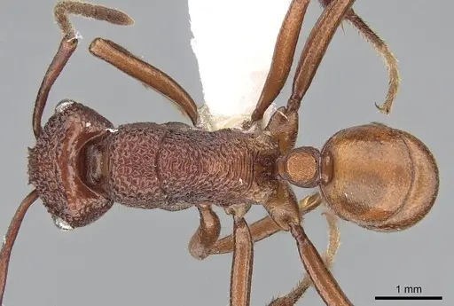 Rhytidoponera reticulata specimen CASENT0281287 image casent0281287_1