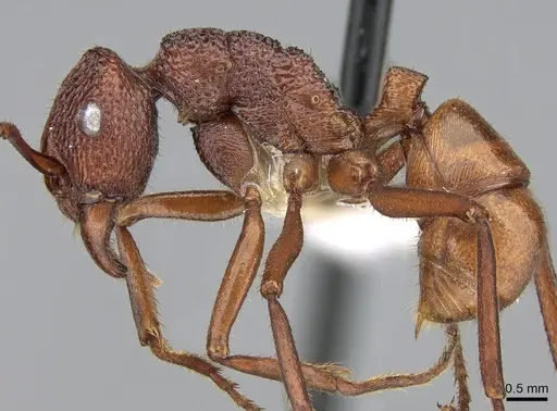 Rhytidoponera reticulata specimen CASENT0281287 image casent0281287_3