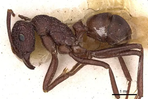 Rhytidoponera reticulata specimen CASENT0900523 image casent0900523_3