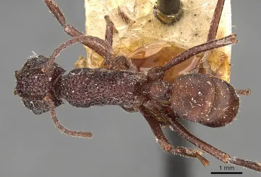 Rhytidoponera reticulata specimen CASENT0907161 image casent0907161_1