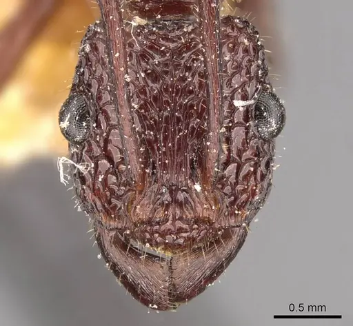 Rhytidoponera reticulata specimen CASENT0907161 image casent0907161_2