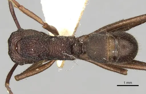 Rhytidoponera rotundiceps specimen CASENT0281837 image casent0281837_1