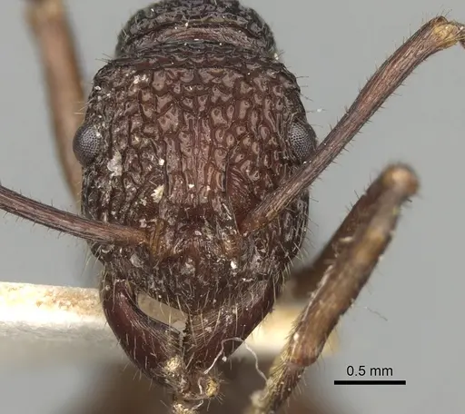 Rhytidoponera rotundiceps specimen CASENT0281837 image casent0281837_2
