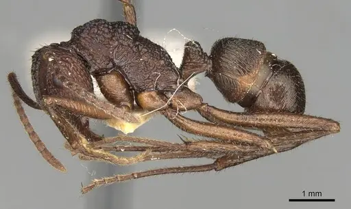 Rhytidoponera rotundiceps specimen CASENT0281837 image casent0281837_3