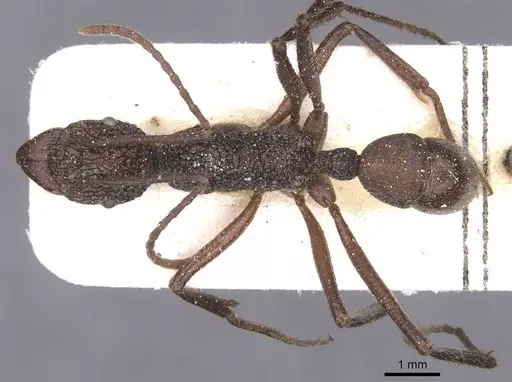 Rhytidoponera rotundiceps specimen CASENT0915143 image casent0915143_1