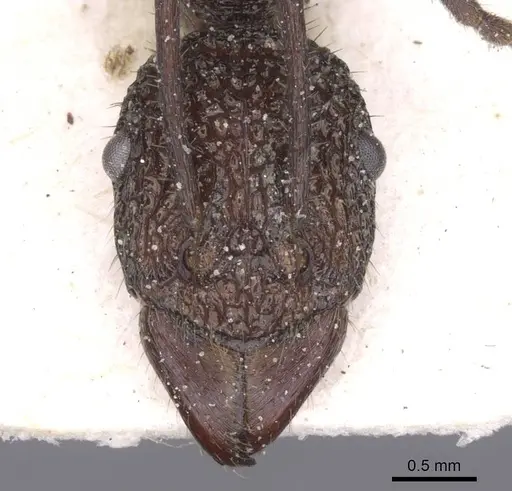 Rhytidoponera rotundiceps specimen CASENT0915143 image casent0915143_2