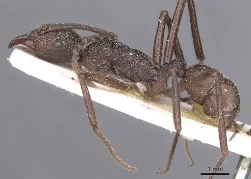 Rhytidoponera rotundiceps specimen CASENT0915143 image casent0915143_3