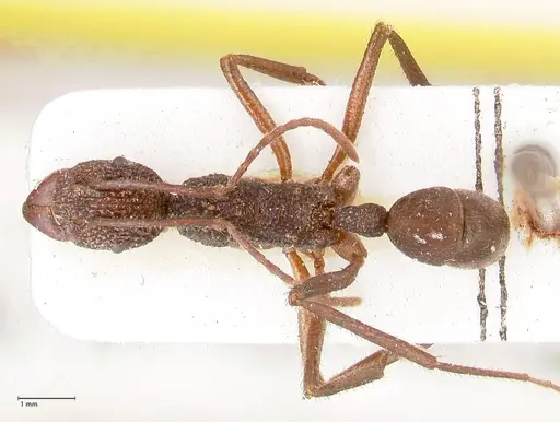 Rhytidoponera rotundiceps specimen FOCOL0886 image focol0886_1