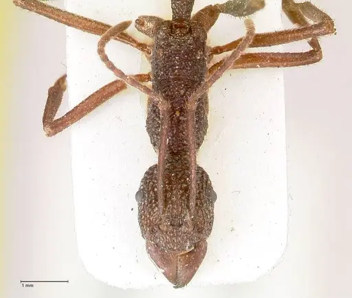 Rhytidoponera rotundiceps specimen FOCOL0886 image focol0886_2