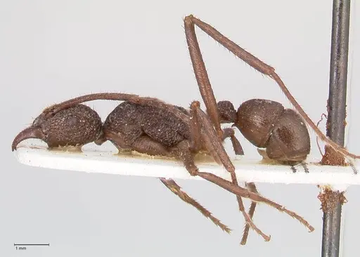 Rhytidoponera rotundiceps specimen FOCOL0886 image focol0886_3