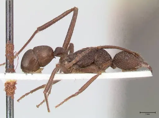 Rhytidoponera rotundiceps specimen FOCOL0886 image focol0886_4