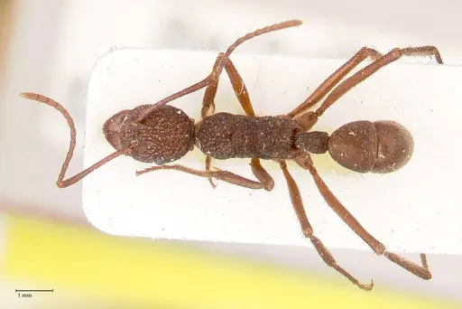 Rhytidoponera rotundiceps specimen FOCOL0887 image focol0887_1