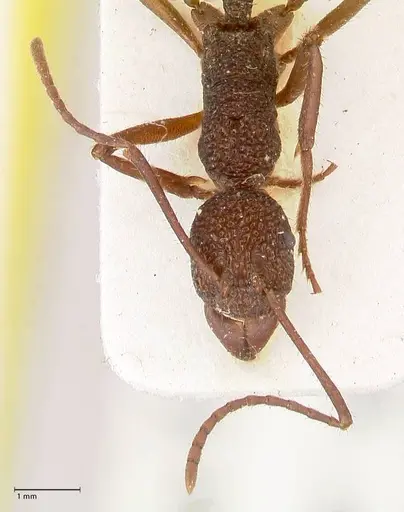 Rhytidoponera rotundiceps specimen FOCOL0887 image focol0887_2