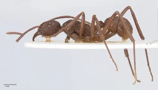 Rhytidoponera rotundiceps specimen FOCOL0887 image focol0887_3