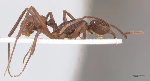 Rhytidoponera rotundiceps specimen FOCOL0887 image focol0887_4