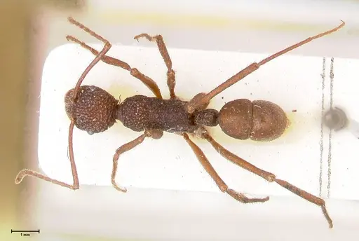 Rhytidoponera rotundiceps specimen FOCOL0888 image focol0888_1