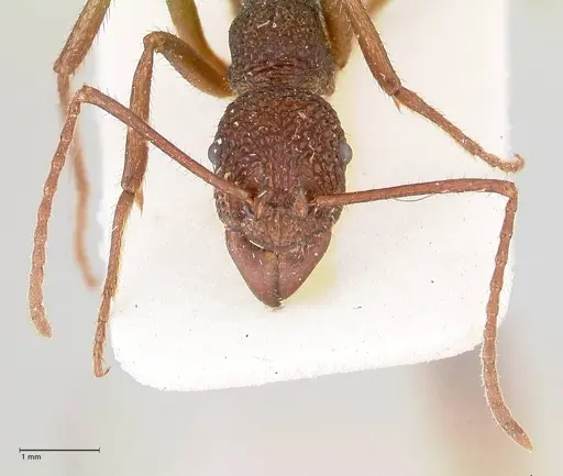 Rhytidoponera rotundiceps specimen FOCOL0888 image focol0888_2