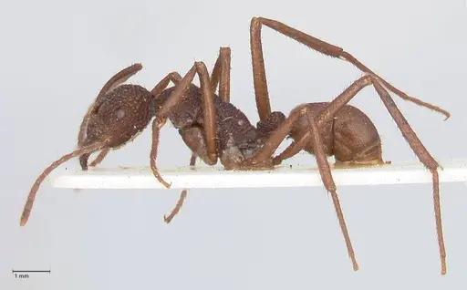 Rhytidoponera rotundiceps specimen FOCOL0888 image focol0888_3