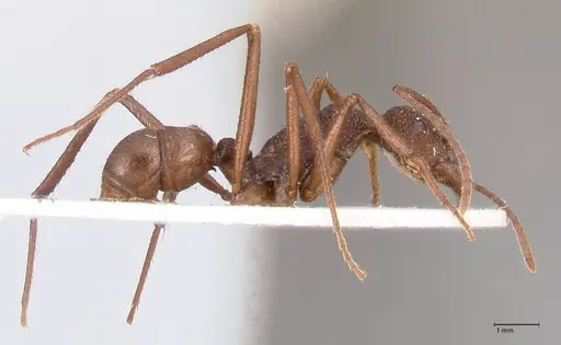 Rhytidoponera rotundiceps specimen FOCOL0888 image focol0888_4
