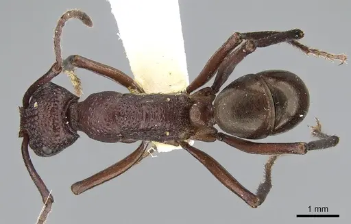 Rhytidoponera rufescens specimen CASENT0281291 image casent0281291_1