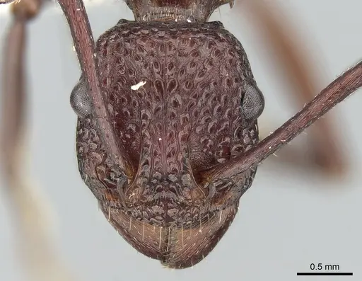 Rhytidoponera rufescens specimen CASENT0281291 image casent0281291_2