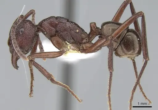 Rhytidoponera rufescens specimen CASENT0281291 image casent0281291_3